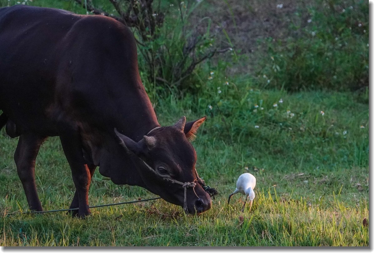 牛与鹭