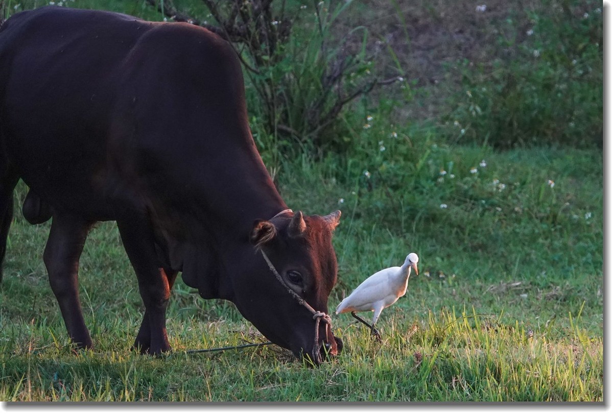 牛与鹭
