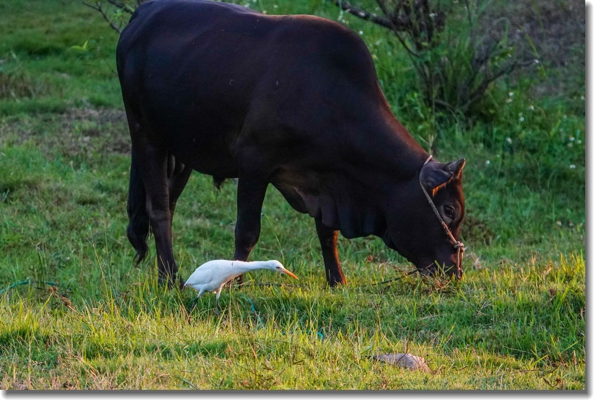 牛与鹭