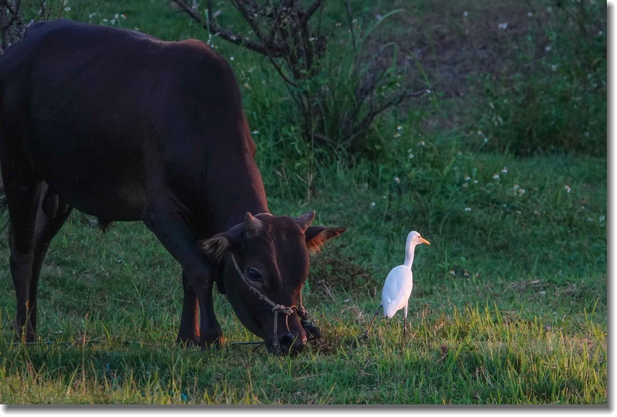 牛与鹭