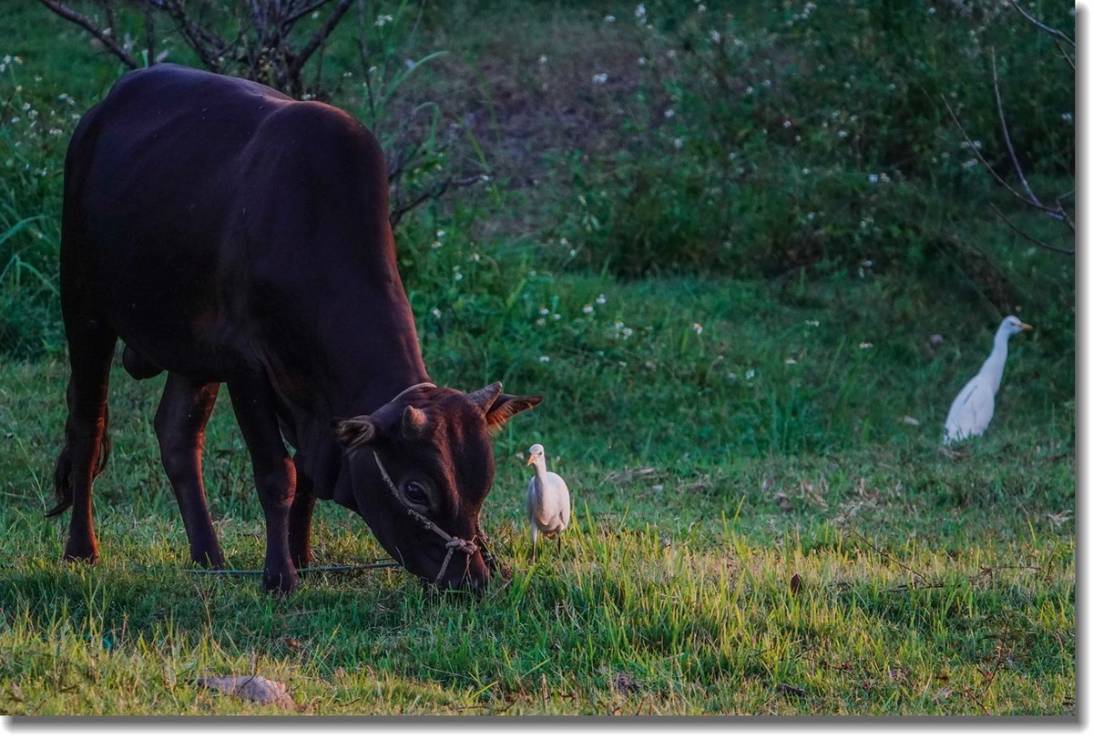 牛与鹭