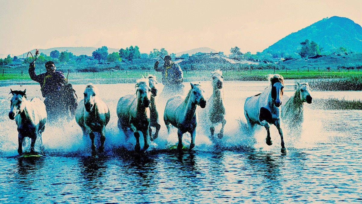 坝上草原飞马踏浪