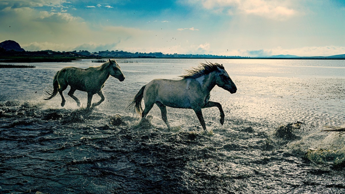 坝上草原飞马踏浪