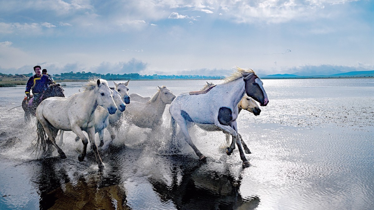 坝上草原飞马踏浪
