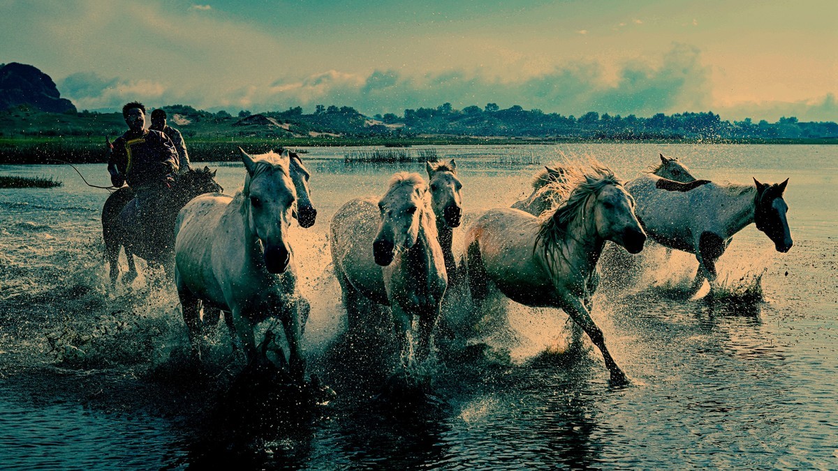 坝上草原飞马踏浪