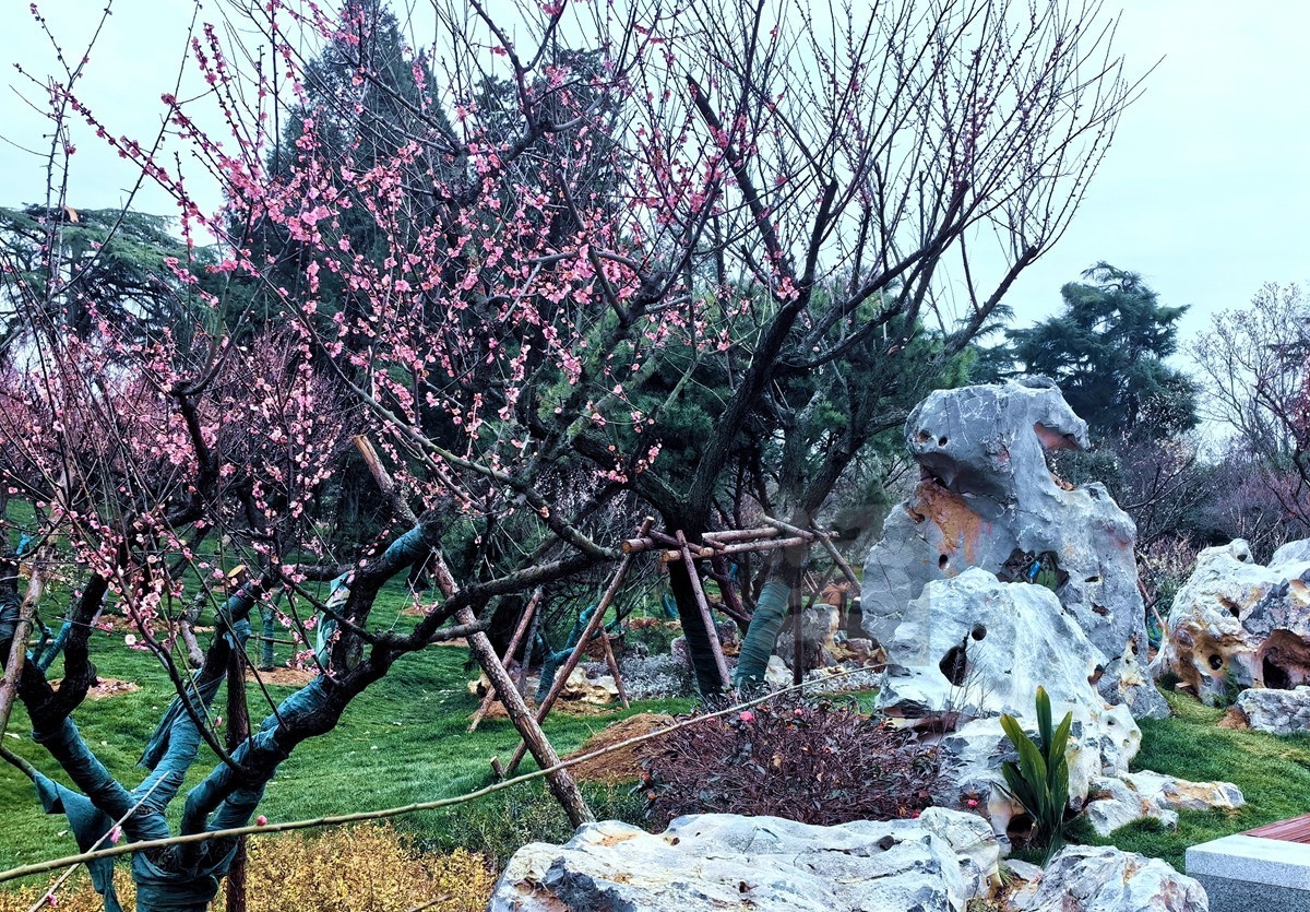 梅园清韵——武汉随笔