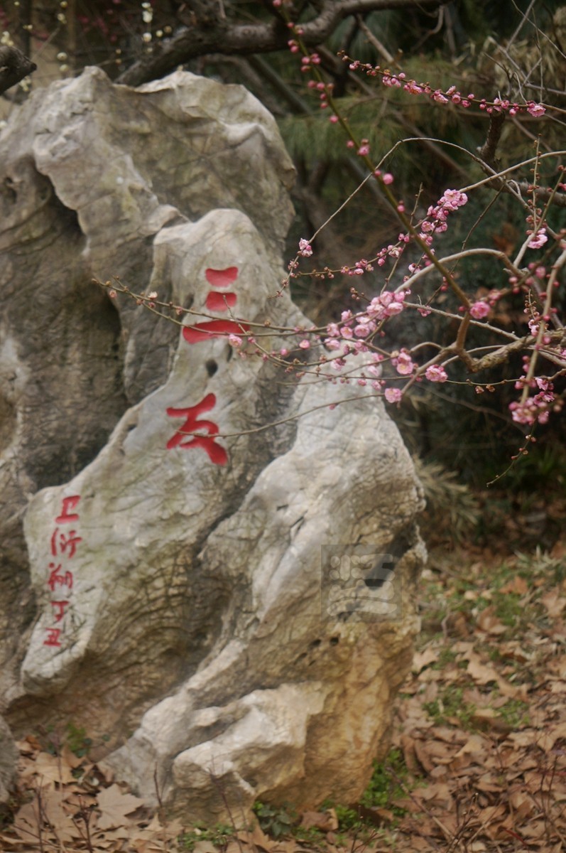 梅园清韵——武汉随笔