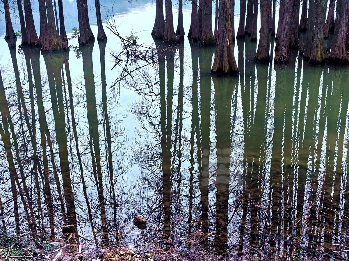 暗香冷艳*梅园——武汉随笔