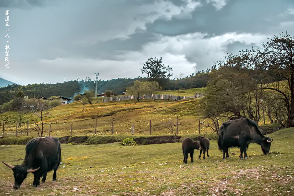 国道三一八 · 林芝风光（3）