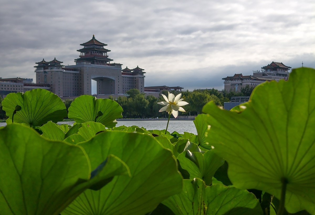 莲花池公园（3）--销假帖