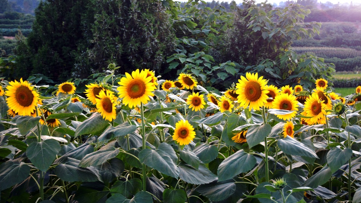 夕阳下的皇塘（2024220）