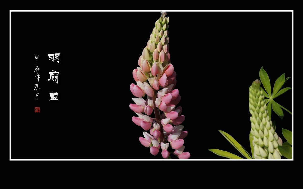 学名羽扇豆，又称鲁冰花。多彩与艳丽，串串绽奇葩。