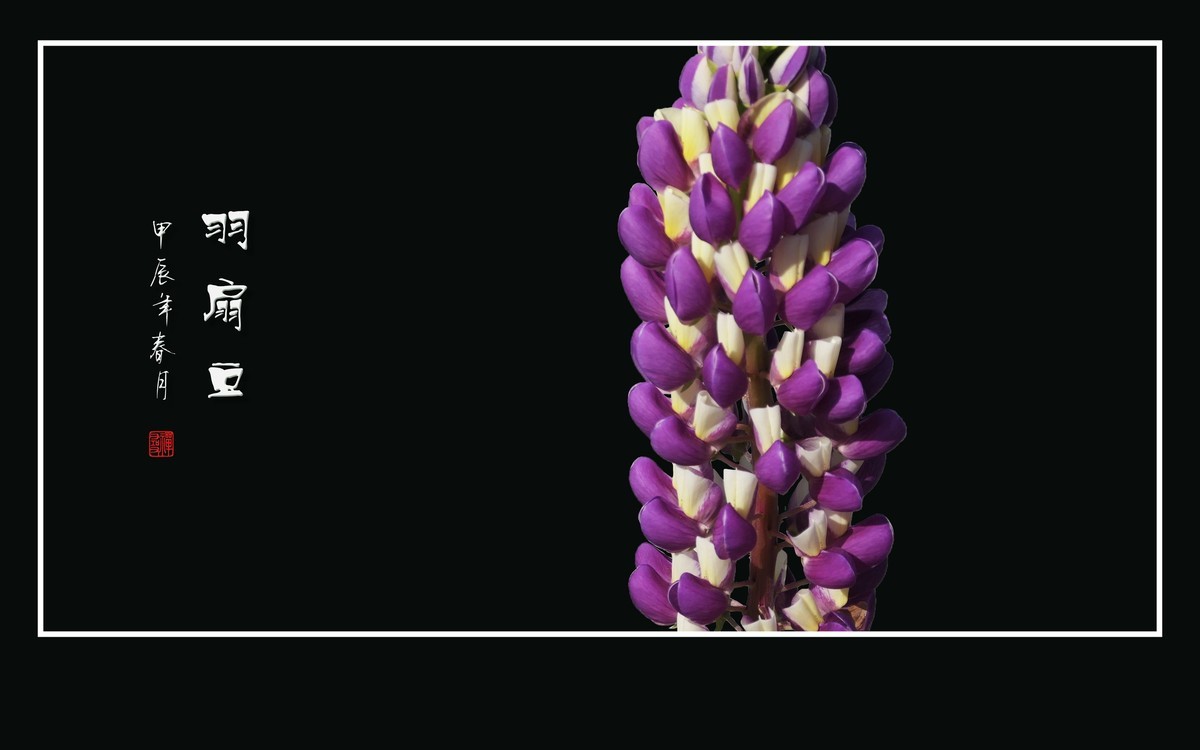 学名羽扇豆，又称鲁冰花。多彩与艳丽，串串绽奇葩。