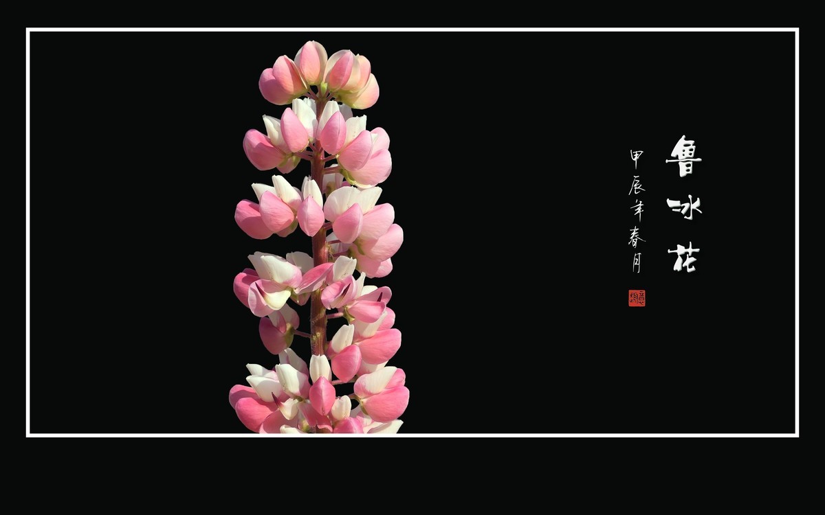 学名羽扇豆，又称鲁冰花。多彩与艳丽，串串绽奇葩。