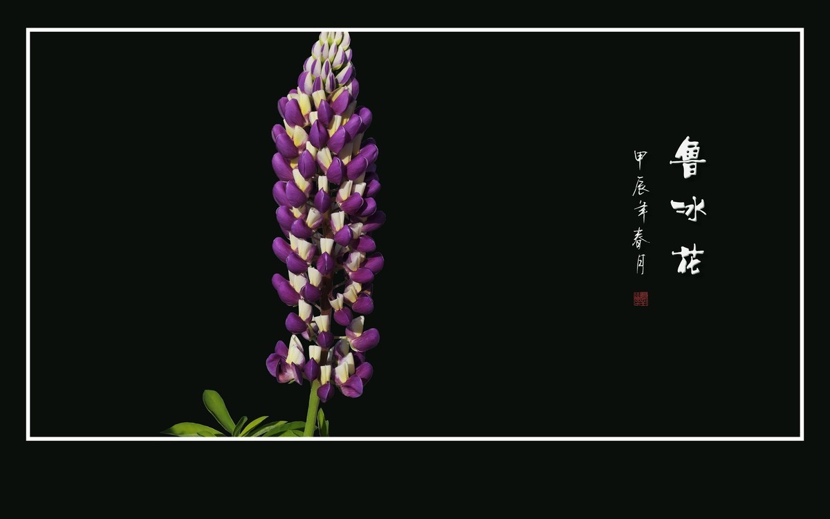 学名羽扇豆，又称鲁冰花。多彩与艳丽，串串绽奇葩。