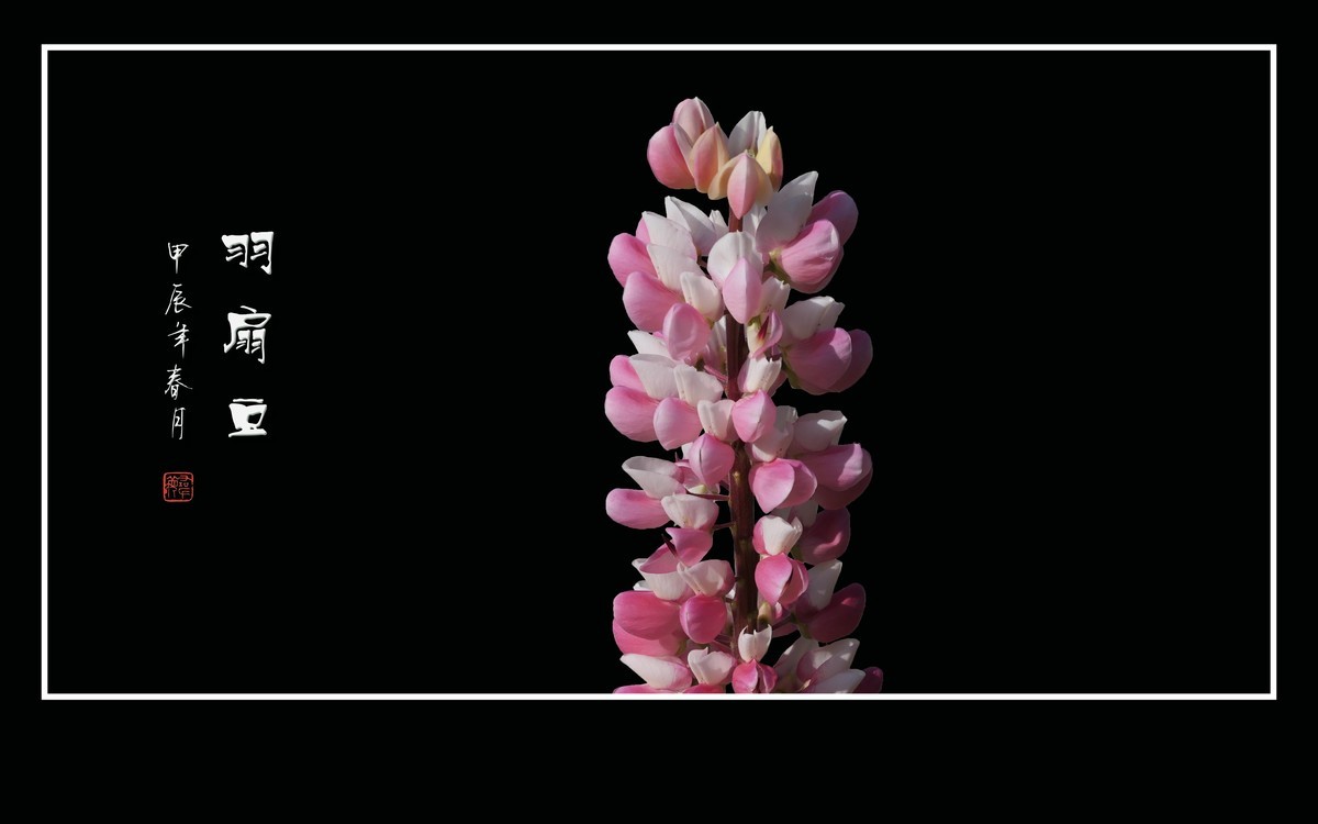 学名羽扇豆，又称鲁冰花。多彩与艳丽，串串绽奇葩。