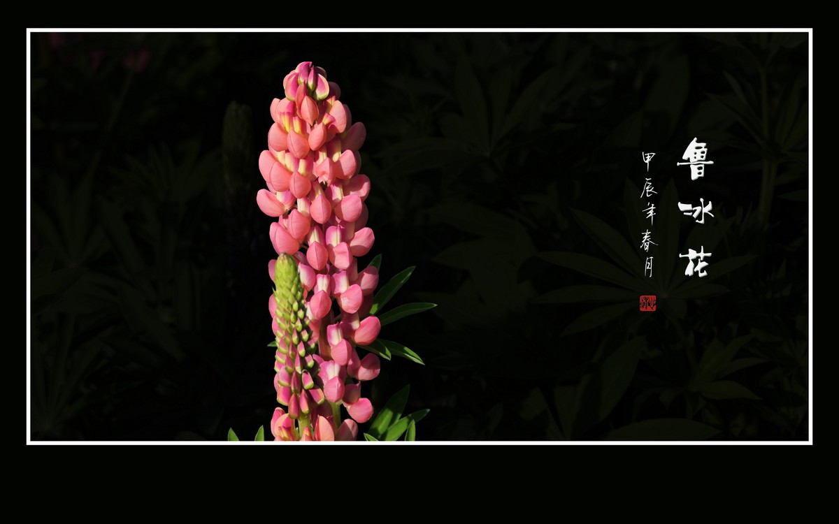 学名羽扇豆，又称鲁冰花。多彩与艳丽，串串绽奇葩。