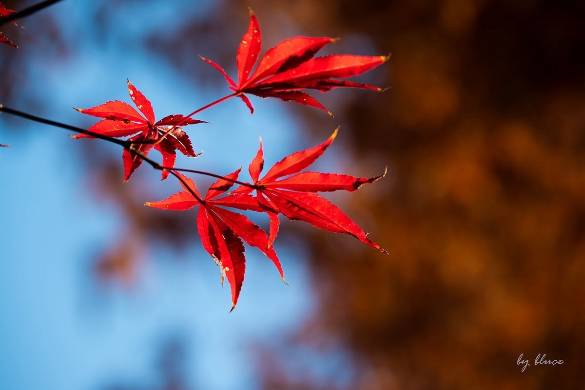 栖霞红枫盛（一）