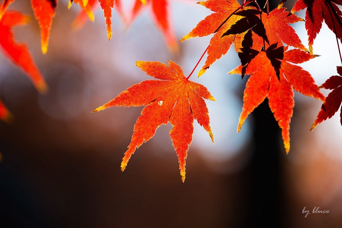 栖霞红枫盛（一）