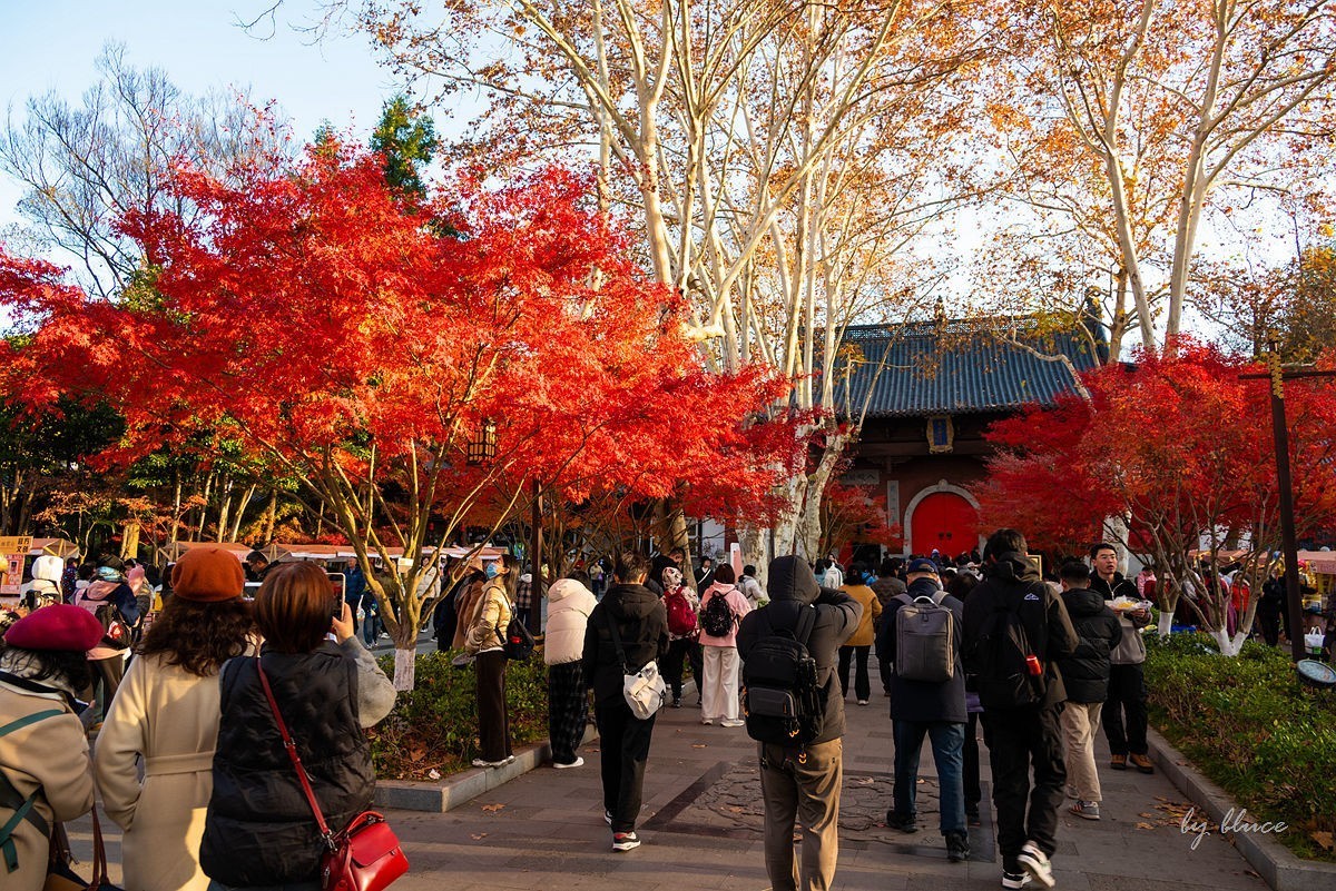 栖霞红枫盛（一）
