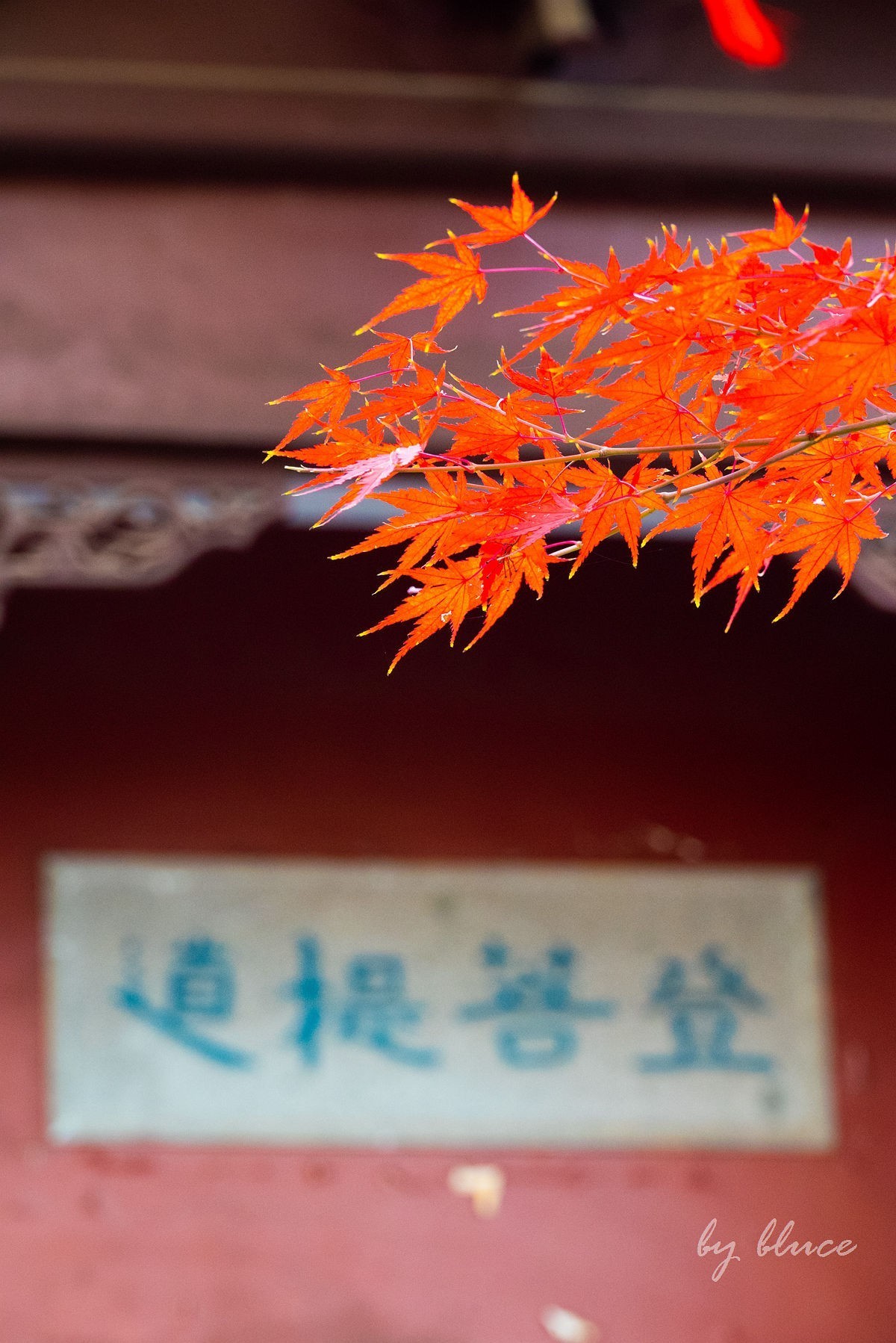 栖霞红枫盛（一）