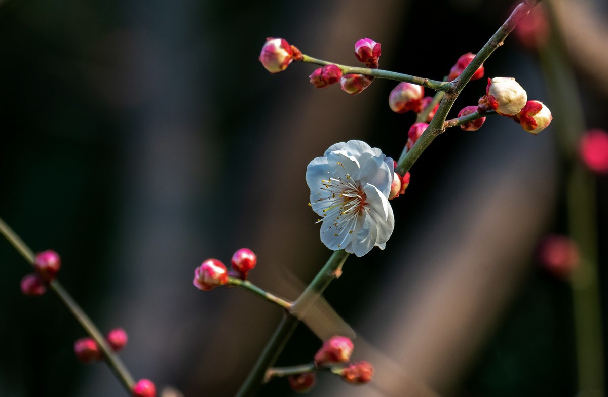 春花（五）