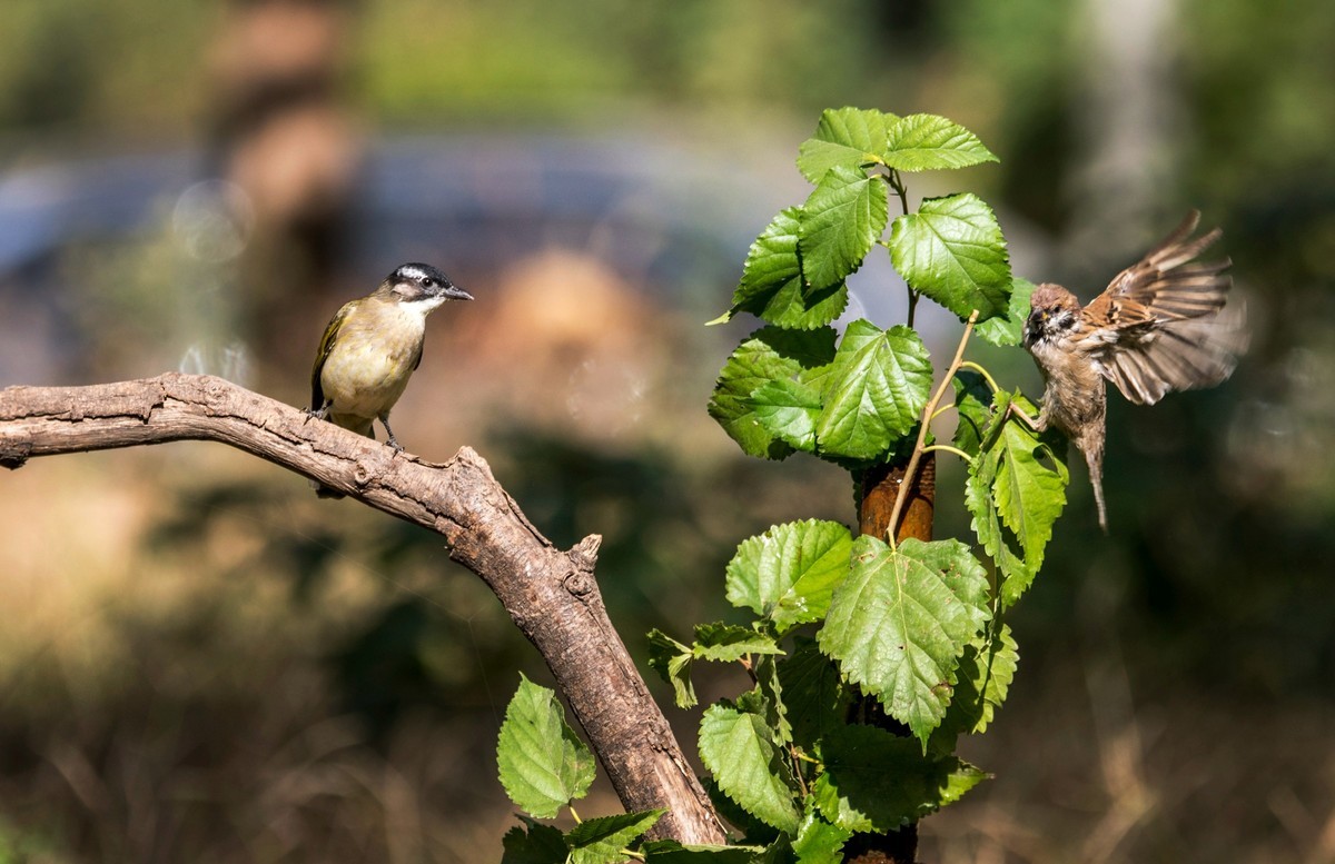 白头鹎（四十）