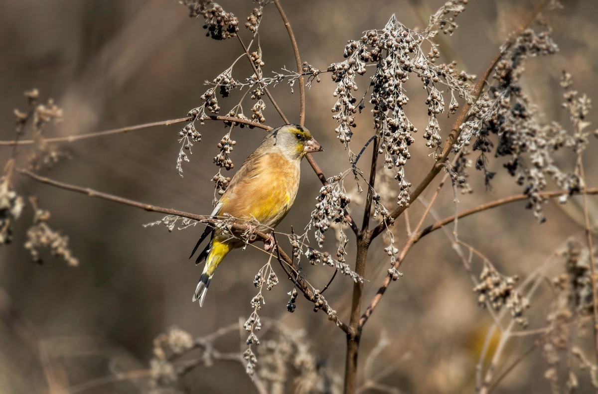 漂亮的金翅雀（十）
