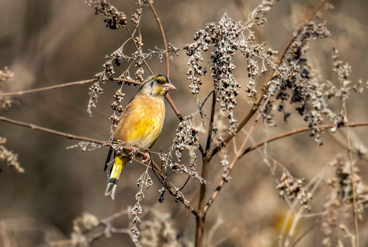 漂亮的金翅雀（十）