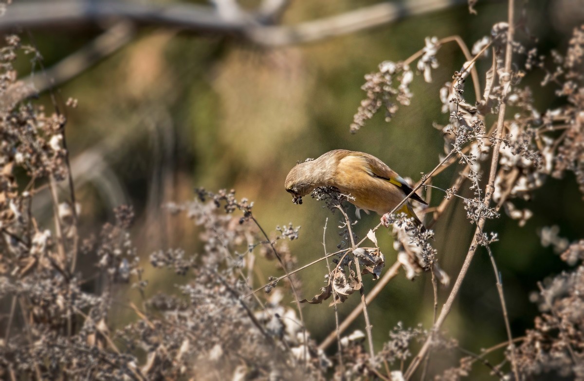 漂亮的金翅雀（十）