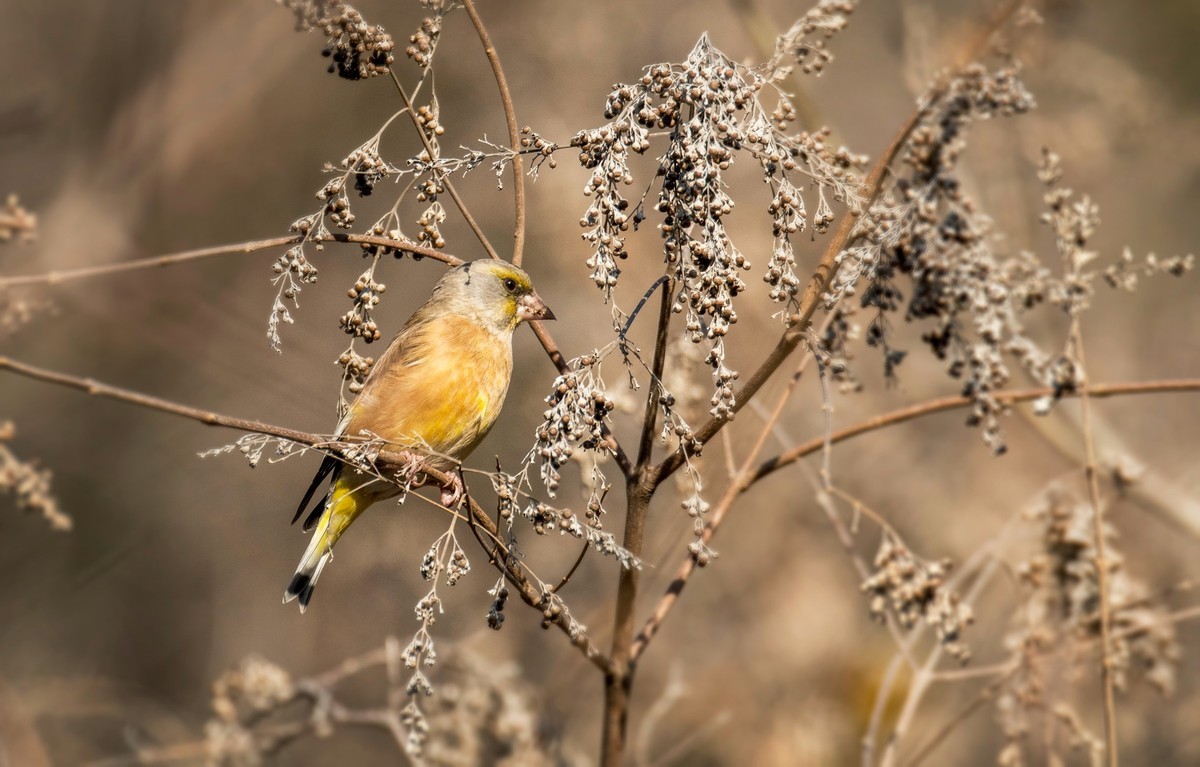 漂亮的金翅雀（十）