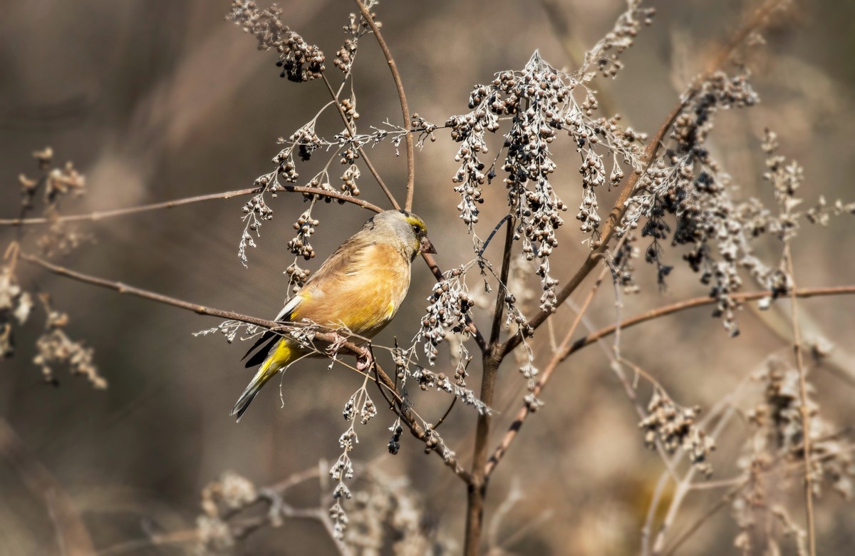 漂亮的金翅雀（十）