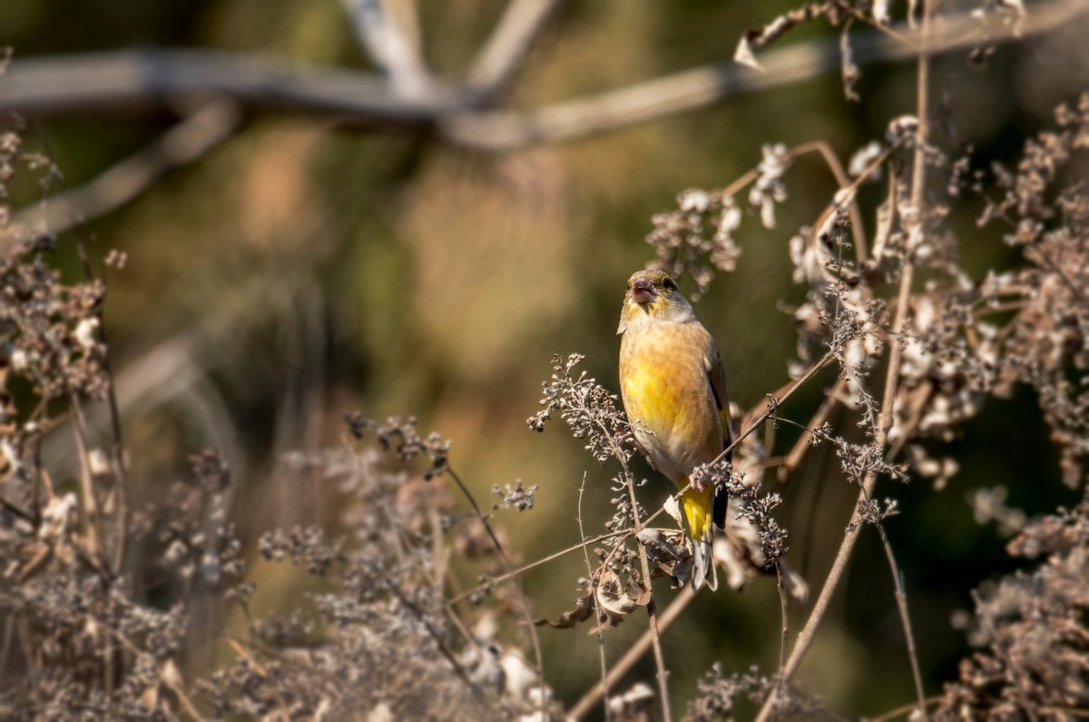 漂亮的金翅雀（十）