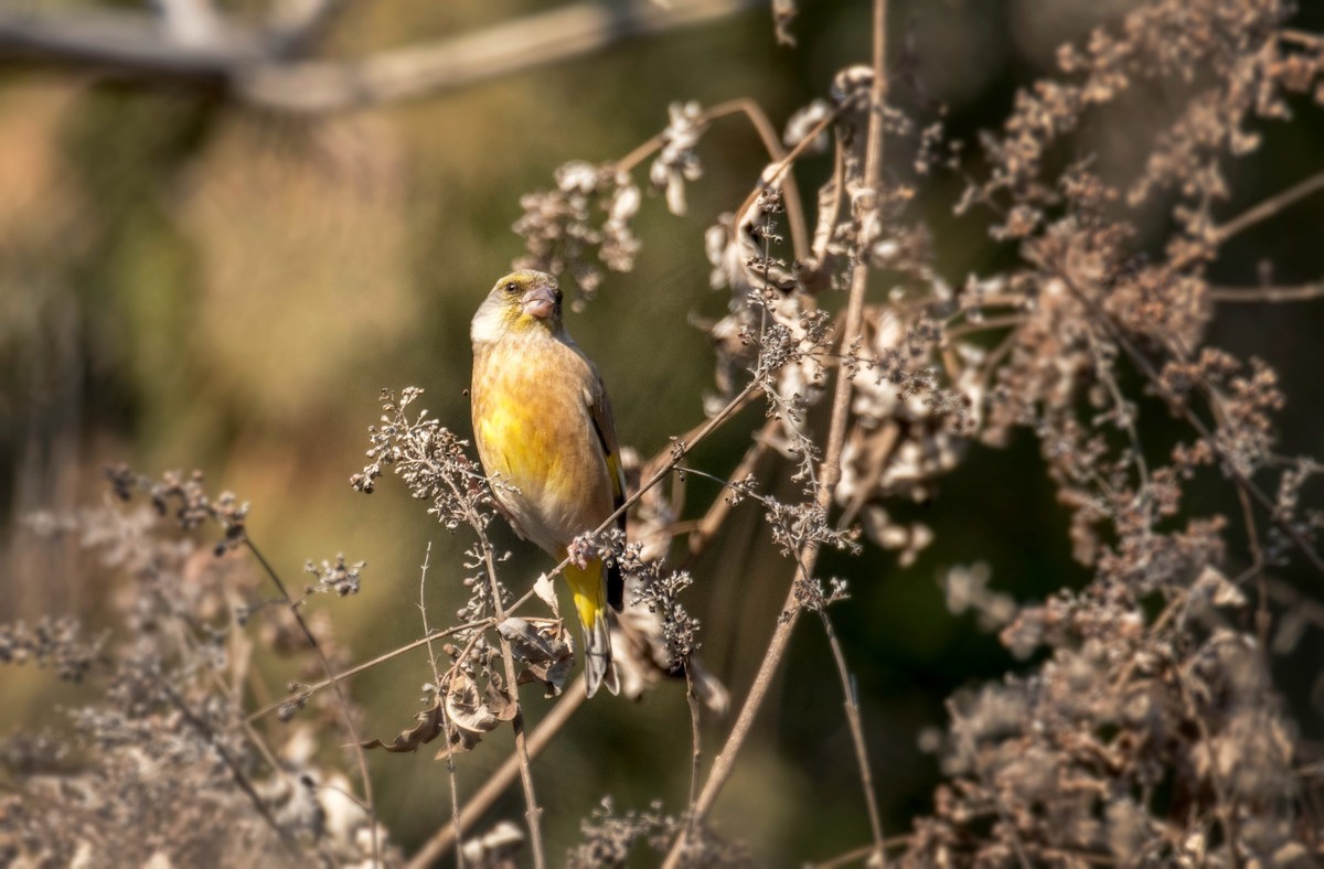 漂亮的金翅雀（十）