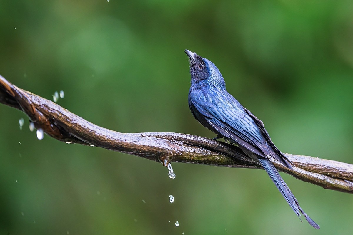 高黎贡山的林中仙子