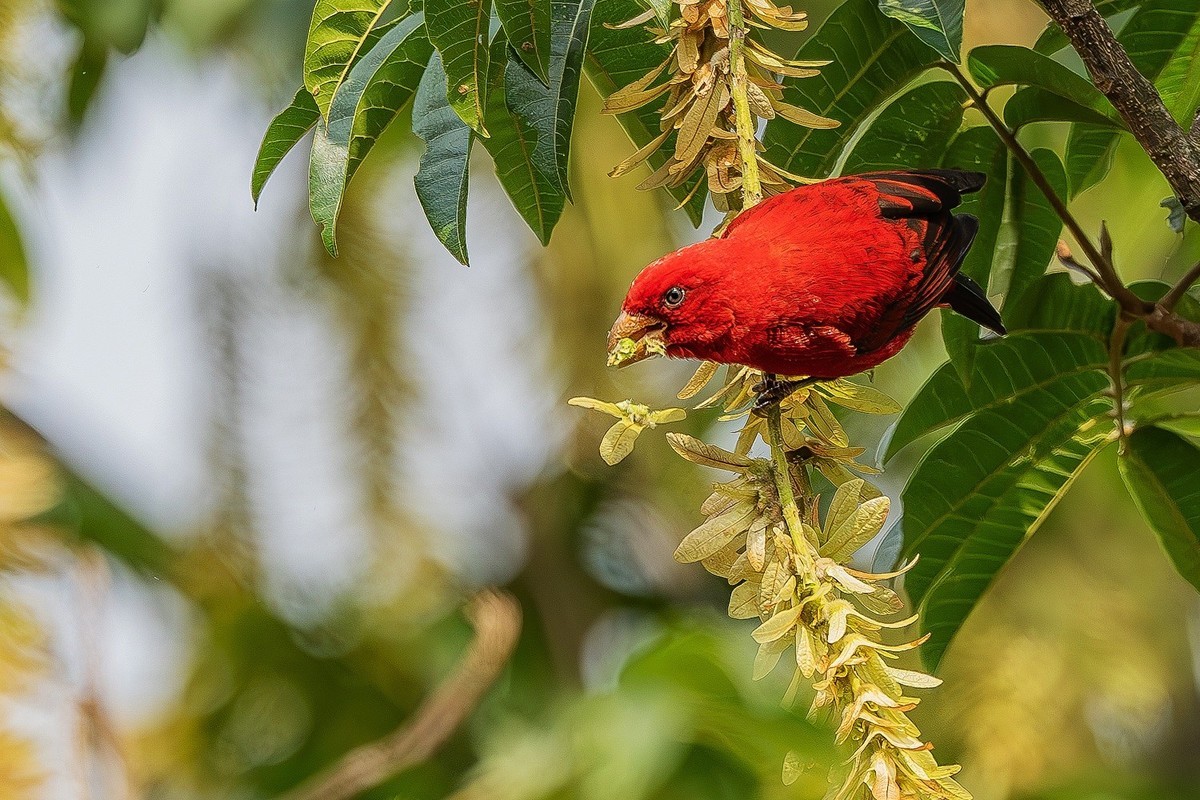 高黎贡山的林中仙子