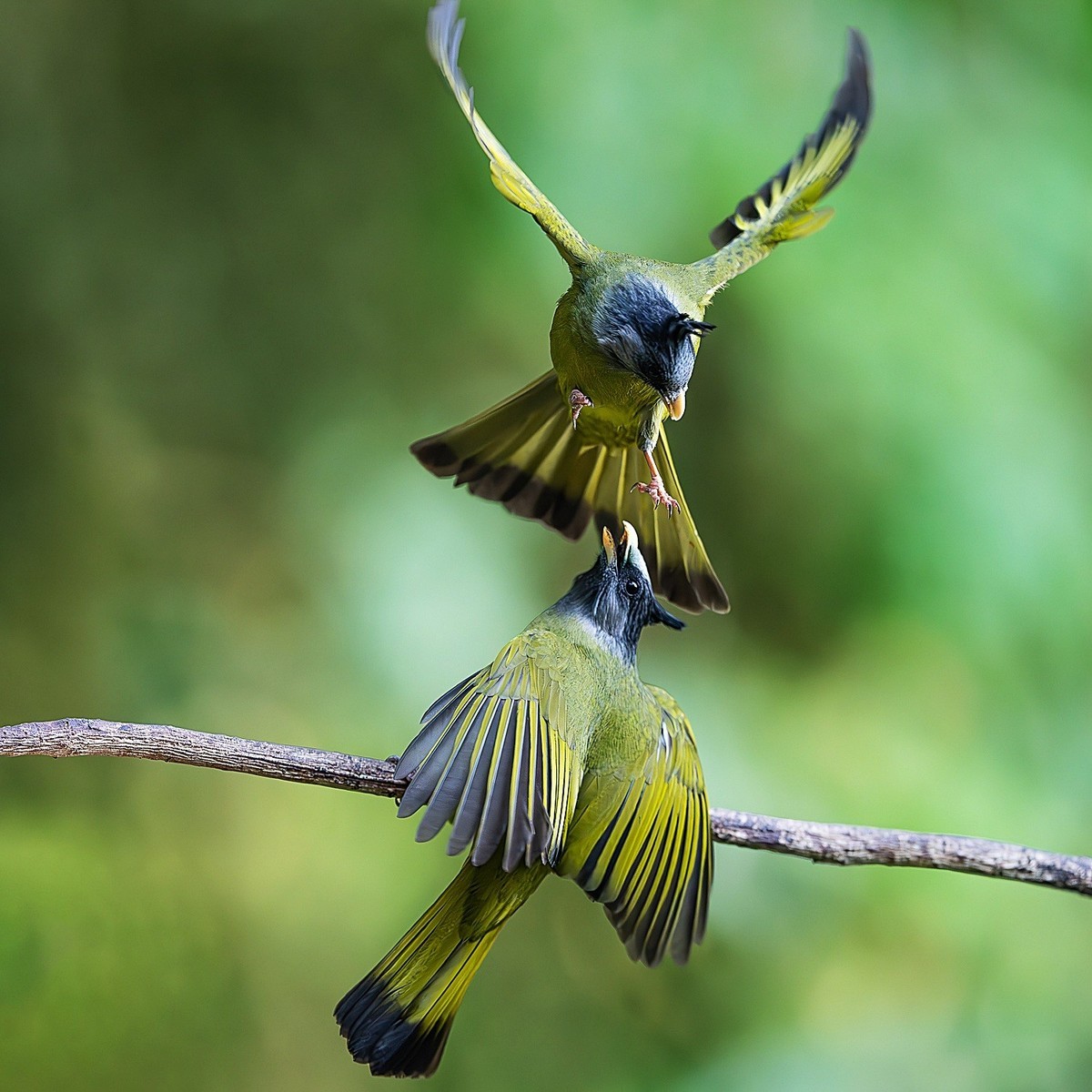 高黎贡山的林中仙子