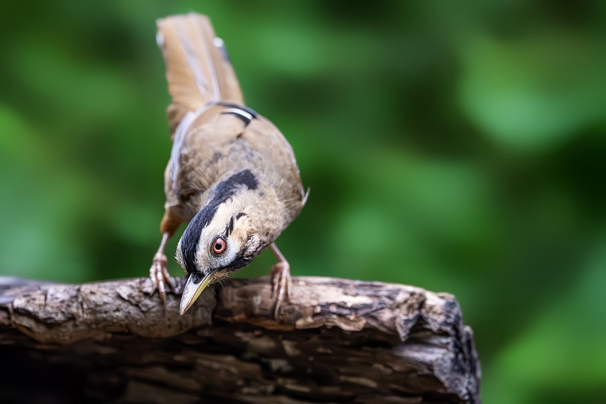 高黎贡山的林中仙子