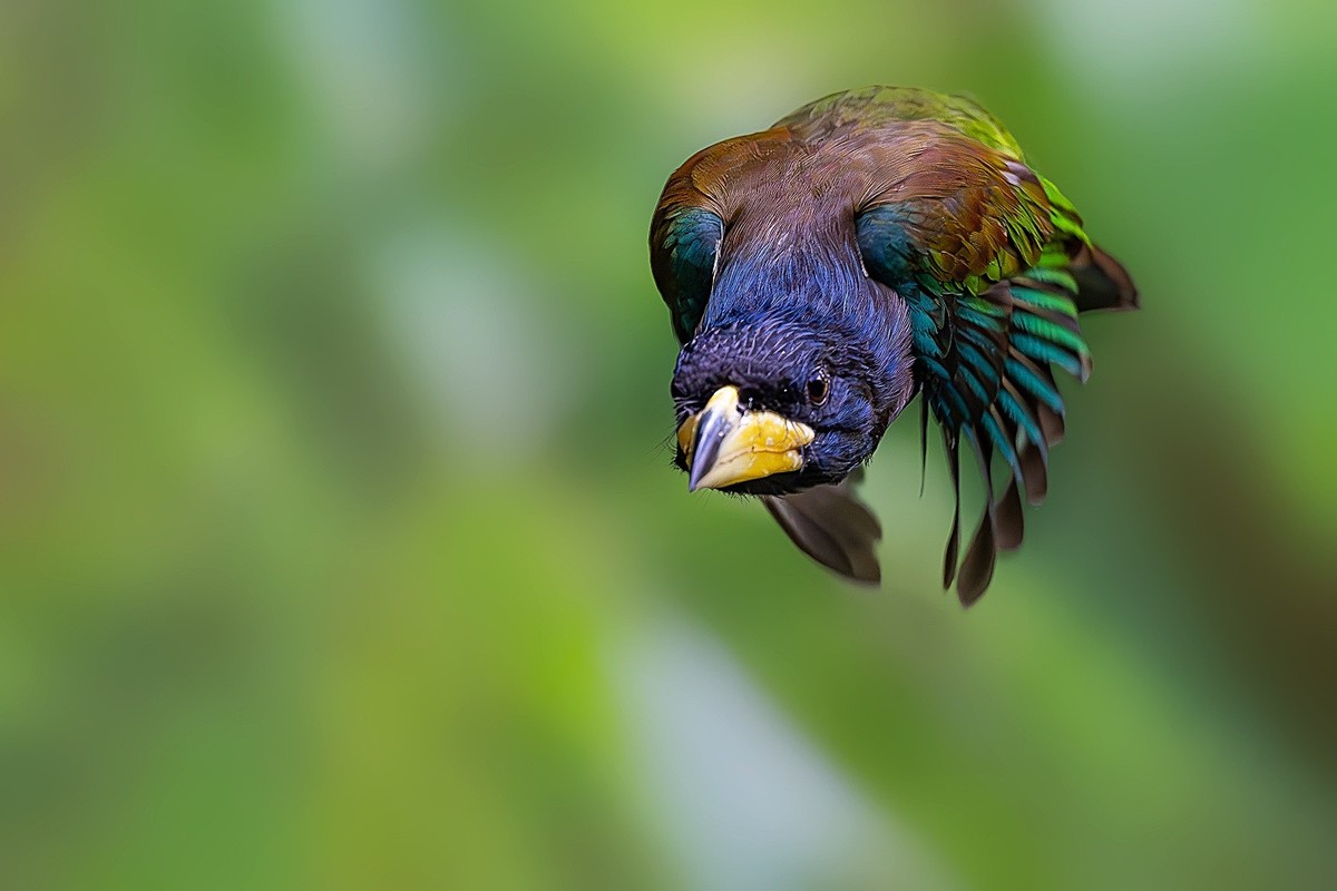 高黎贡山的林中仙子