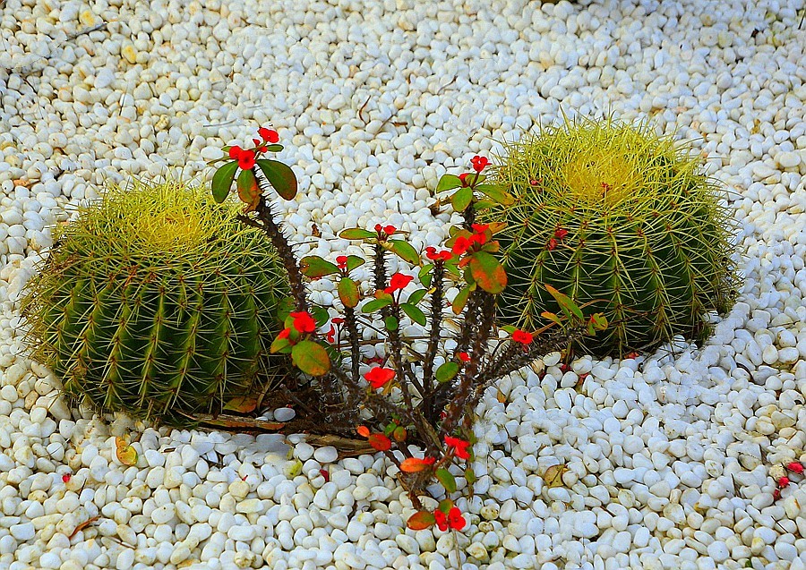 《不老松：忆海南游记》(23)海南长島蓝湾游泳池边！