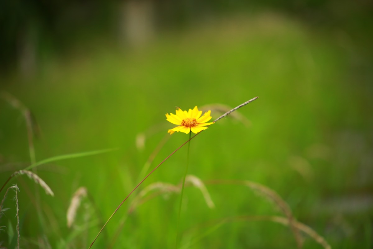 白云湖的花花草草