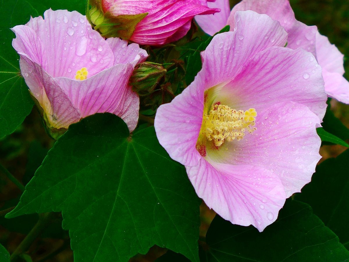 花卉系列【3646】