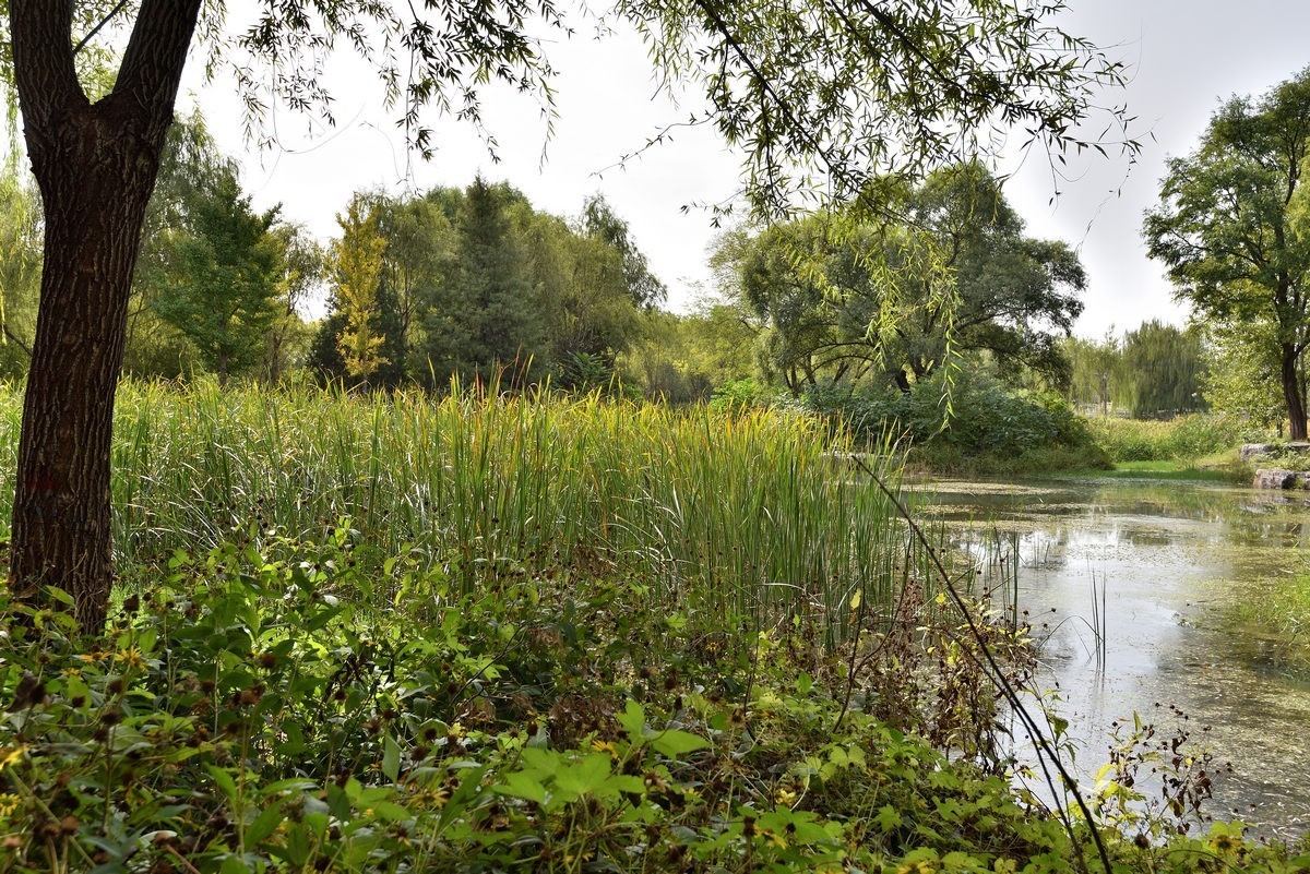 满园京西稻米飘香，远比各种花海强许多------北坞公园3/3