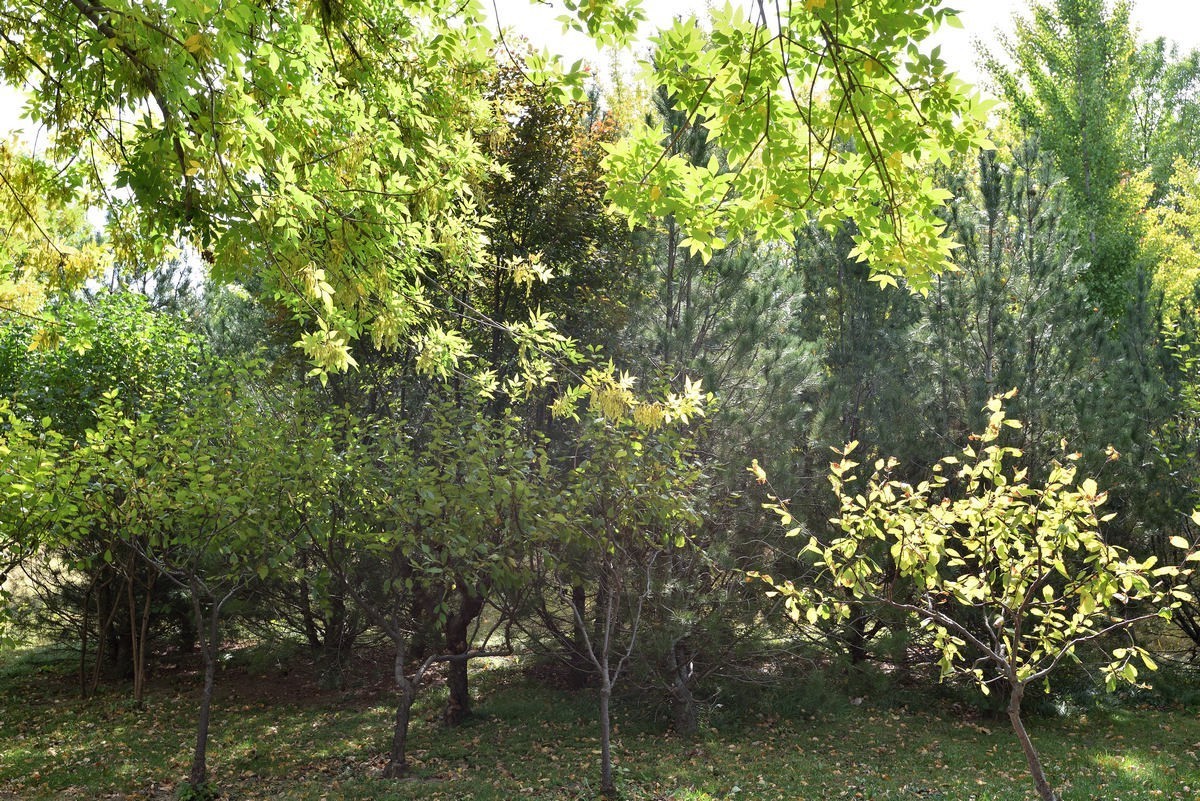 满园京西稻米飘香，远比各种花海强许多------北坞公园3/3