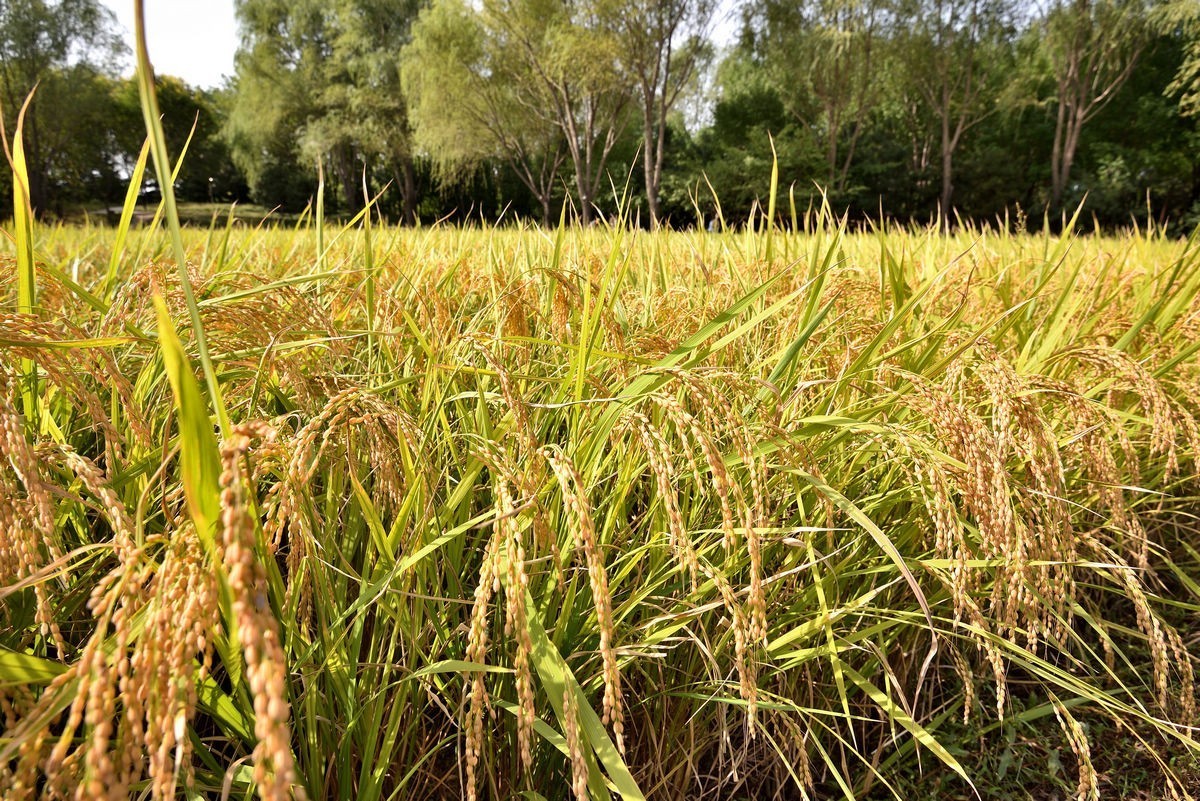 满园京西稻米飘香，远比各种花海强许多------北坞公园3/3