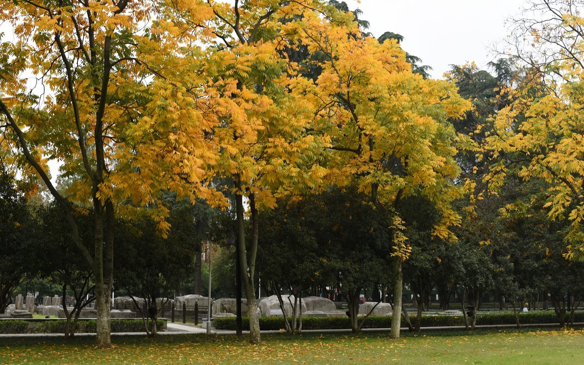 秋季应景要做的功课