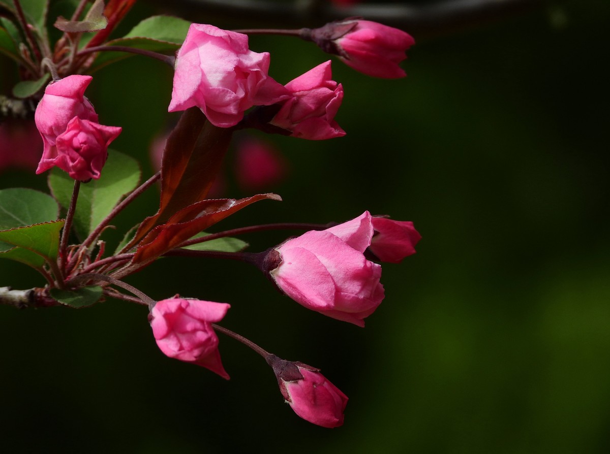 2023春：垂丝海棠初放