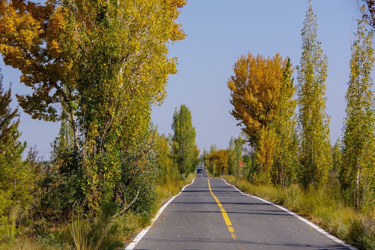 几张秋天的白杨树