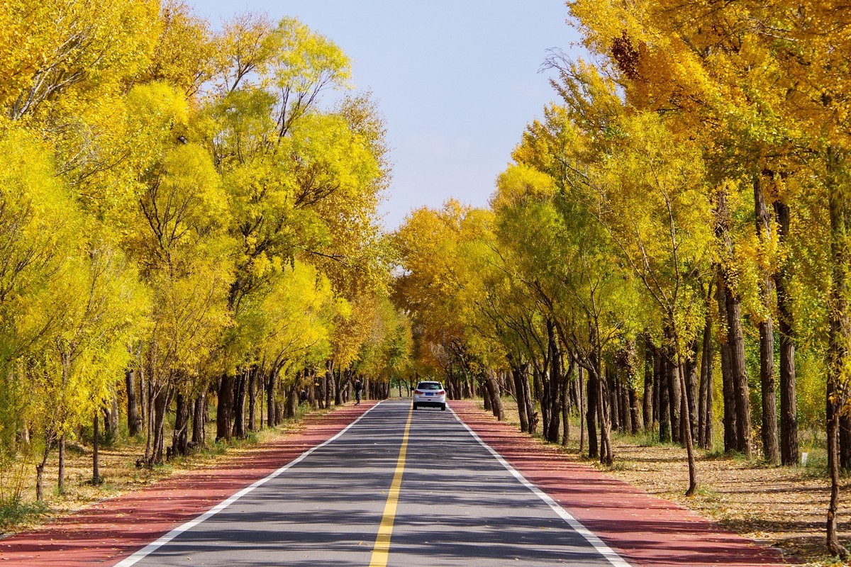 几张秋天的白杨树