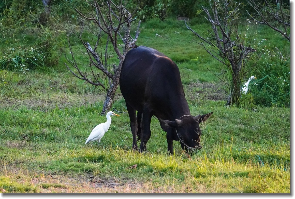 牛与鹭
